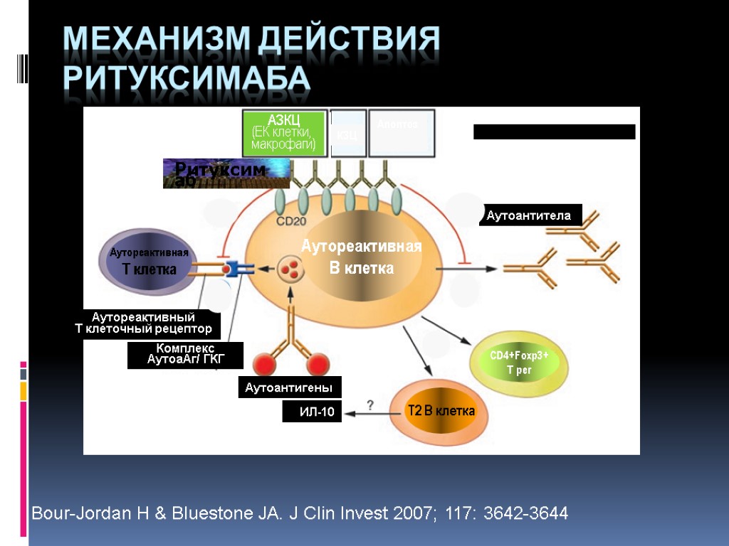 Механизм действия ритуксимаба АЗКЦ (ЕК клетки, макрофаги) Аутоантитела Аутоантигены ИЛ-10 Аутореактивный Т клеточный рецептор